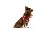 CURLI Postroj pre psov so sponou Merino vlna Red 3XS, 1,5-3 kg