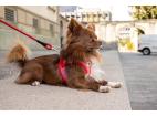 CURLI Postroj pre psov so sponou Merino vlna Red 3XS, 1,5-3 kg
